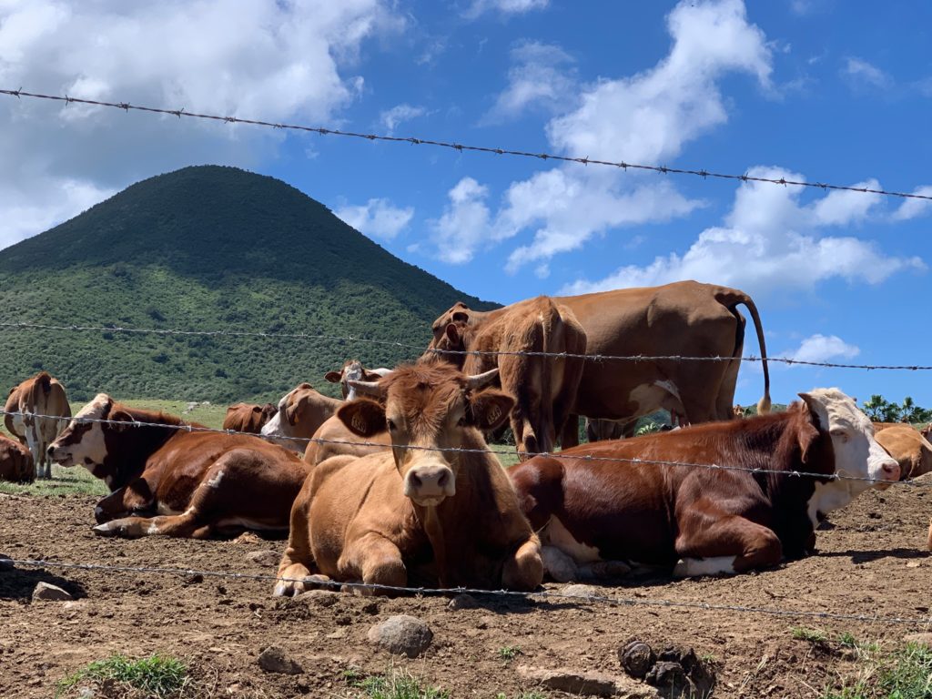 Rockland Farm Saint Martin